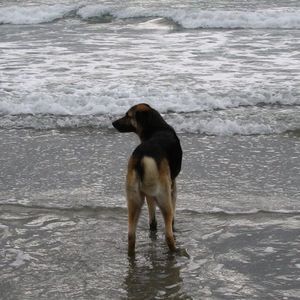 Meet your Posher, Joe